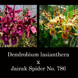 Dendrobium lasianthera x Jairak Spider No. 786