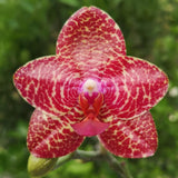 Phal. Miro Gold Mosla 'MS' (QMM061)