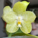 Phal. Mainshow Sunshine 'Green' (QM158)