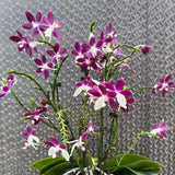 Phalaenopsis speciosa 'Purple'