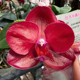 Phal. Haur Jih Fancy 'Taida Red Jewel'