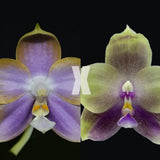 Phal. Mituo Reflex Dragon’ Blue#2’ x Mori Four Seasons