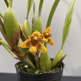 Maxillaria Memoria Ben Berliner (Max. variabilis × Max. tenuifolia)