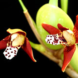 Maxillaria tenuifolia 紅花腋唇蘭