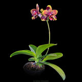 Phal. Mainshow Impression