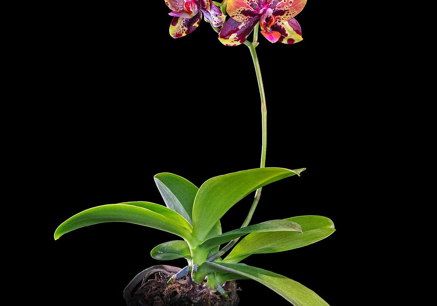 Phal. Mainshow Impression