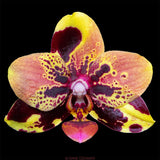 Phal. Mainshow Impression