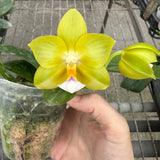 Phalaenopsis Yin's Green Canary 'Chienlung'