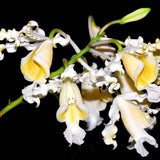 Myrmecophila brysiana f. alba