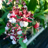 Oncidium Sharry Baby 'Sweet Fragrance' AM/AOS