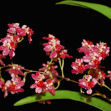 Oncidium Twinkle 'Red'