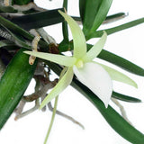 Angraecum didieri