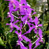 Paraphalaenopsis serpentilingua x Vanda coerulea