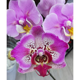 Phalaenopsis Wulu Caishen ‘9207’