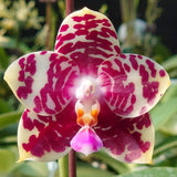 Phalaenopsis Miro Jo Gi x Brother Ambo Passion