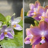 Phal. Ching Ann Purple Jewel x Mituo Reflex Dragon