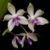 Phalaenopsis fimbriata