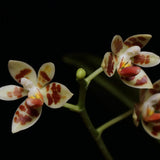 Phalaenopsis maculata