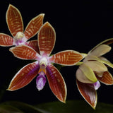 Phalaenopsis corningiana