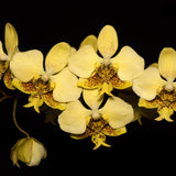 Phalaenopsis stuartiana v. nobilis ('Xiuya' x 'Rey Pimentel-Vangie Go')