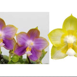 Phal. Mituo Reflex Dragon’Blue-2’ x Yaphon Lover