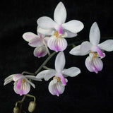 Phalaenopsis lindenii x sib