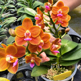 Phalaenopsis Lucky Orange