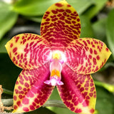 Phalaenopsis (Zheng Min Muscadine x gigantea) ‘Mainshow’