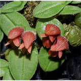 Porpax ustulata
