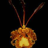 Psychopsis Mariposa (Pyp. papilio x Pyp. kalihi)