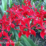 Renanstylis Bangkok Beauty