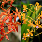 Renanthera monachica x Vanda testasia