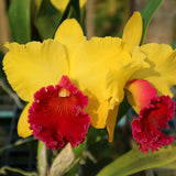 Rlc. Alma kee