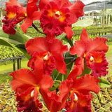 Cattleya Nakornchaisri Red