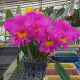 Cattleya Pink Empress