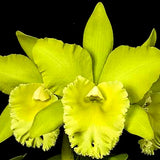 Rhyncholaeliocattleya Prada Green Deluxe