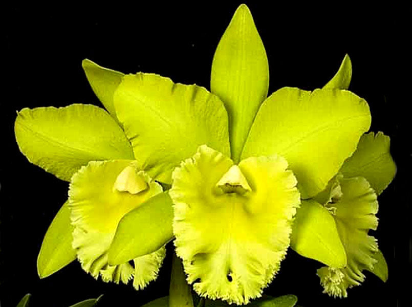 Rhyncholaeliocattleya Prada Green Deluxe – Manu's Orchids
