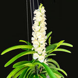 Rhynchostylis coelestis 'Alba'
