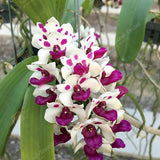 Rhynchostylis gigantea 'Cartoon'