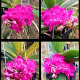 Rhynchostylis gigantea ‘Fuchsia pink’