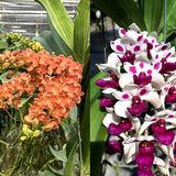 Rhynchostylis gigantea 'Orange' x 'Cartoon'