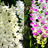 Rhynchostylis gigantea 'White' x 'Kom Tak'