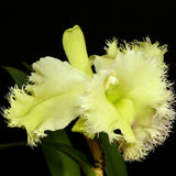 Rhyncholaeliocattleya Golf Green (C. Moscombe × Rl. digbyana)