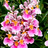 Tolumnia Jairak Venus 'Sweet Pink'