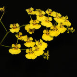 Oncidium ampliatum