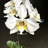 Phalaenopsis sanderiana var. alba