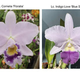 Lc. Cornelia  'Floralia' x Lc. Indigo Love 'Blue Saphire'