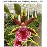 Gptm. Arelene Armour 'Conching' AM/AOS x self