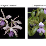 Lc. Elegans 'Leviathan' x C. tigrina (leopoldii) f. coerulea 'Kathleen' JC/AOS