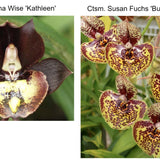 SVO 10585 Ctsm. Louise Clarke (Ctsm. Donna Wise 'Kathleen' AM/AOS x Ctsm. Susan Fuchs 'Burgundy Chips' FCC/AOS)